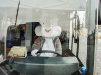 Zając Wielkanocny za kierownicą autobusu (źródło: FB KM-Płock)