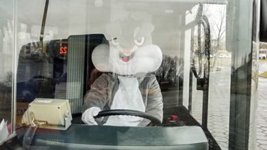 Zając Wielkanocny za kierownicą autobusu (źródło: FB KM-Płock)