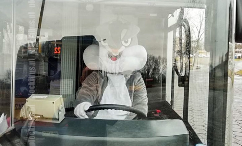 Zając Wielkanocny za kierownicą autobusu (źródło: FB KM-Płock)